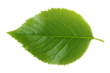 Fototapeta premium fresh green leaf with detailed veins and texture isolated on white background