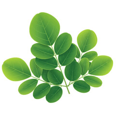 Obraz premium Moringa Leaves Superfood Herb Botanical Vector