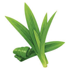 Pandan Leaves Tropical Plant Ingredient Vector