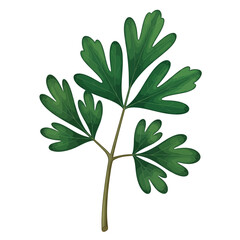 Rue Leaves Herb Botanical Plant Icon Vector