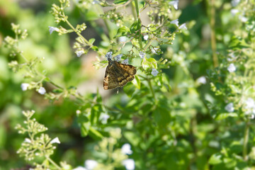Fototapeta premium Burnet companion moth (Euclidia glyphica) butterfly perched on a white flower in Zurich, Switzerland