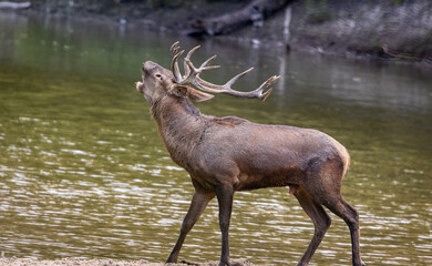 Red Deer stag roaring to another stag during rut season