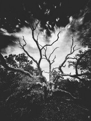 silhouette of a tree