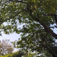 trees and sky