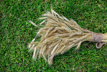 A bountiful wheat harvest, symbolizing abundance, prosperity and the fruits of labor.
