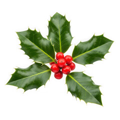Vibrant holly sprig with bright red berries symbolizing festive christmas cheer and winter solstice transparent background