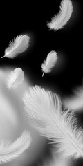 Obraz premium White Feathers Floating in the Black Background