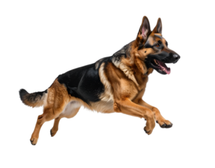 German Shepherd in Action: A magnificent German Shepherd, captured mid-leap against a vibrant background, showcasing agility and the breed's spirited essence.