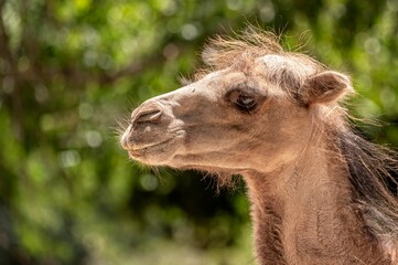 Close-up of a camel head with detailed facial features, captured in natural light against a blurred green background