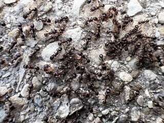 A swarm of hundreds of ants scurry across grey patio stones with a sense of urgency, possibly to...
