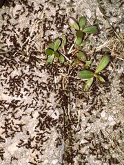 A swarm of hundreds of ants scurry across grey patio stones with a sense of urgency, possibly to relocate the nest or bring back food.