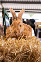 Rabbit sitting on hay