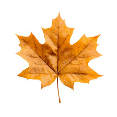 Fototapeta premium Autumn's Embrace A Single Maple Leaf Unveils Nature's Seasonal Transition