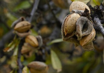 Ripe almonds hang from a tree branch, their fuzzy, gray-brown shells cracked to reveal a light brown, textured husk underneath.