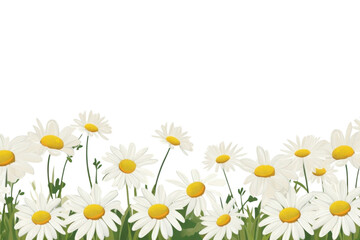 PNG Daisy flower backgrounds outdoors nature.