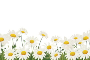 PNG Daisy flower backgrounds outdoors nature.