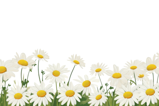 PNG Daisy flower backgrounds outdoors nature.