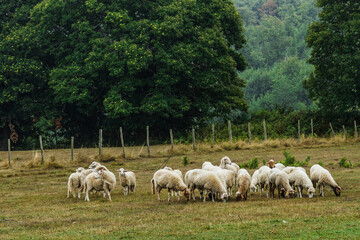 A flock of white sheep with thick wool graze in a grassy field. The sheep are in a rural pasture, in the background is a lush green forest and a fence. Cloudy sky, cool day