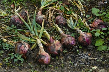 A vibrant close-up of fresh Tropea onions (Cipolla Rossa di Tropea) growing in a garden bed. Italian cuisine, farm-to-table concept and healthy, flavorful ingredients.