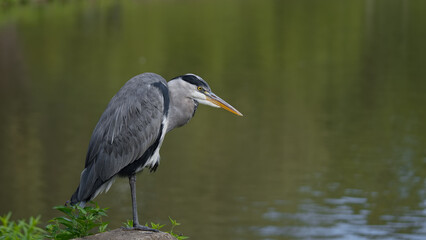 The waiting Heron