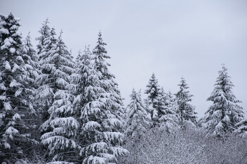 Snowy Trees