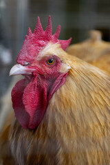 Farm chicken through chicken fence
