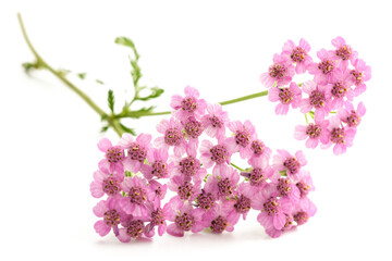 Pink  yarrow flowers © Scisetti Alfio