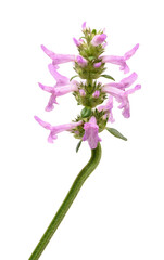 Obraz premium Betony flowers
