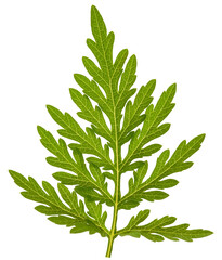 Common ragweed