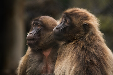 Monkeys watch as their child plays on the climbing frame