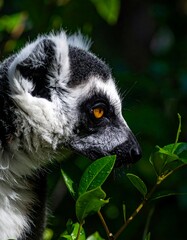 Fototapeta premium Close-up profile of a lemur