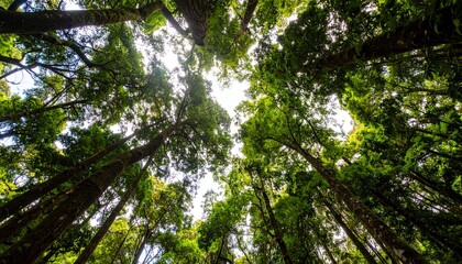 Fototapeta premium Looking up through the lush green canopy of a dense ancient forest with sunlight filtering through the tall trees