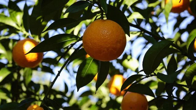 Blurred Background View of Ripe Oranges Hanging in Lush Orange Grove