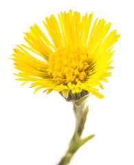 Naklejka premium Coltsfoot flower head