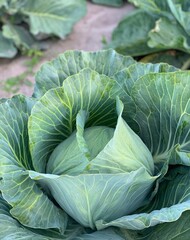 Harvest organic cabbage	