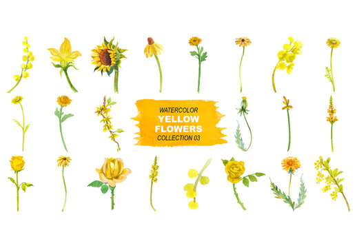 Vector watercolor painted yellow flowers clipart.