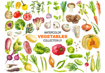 Vector watercolor painted vegetables clipart