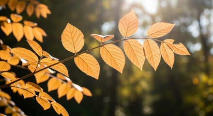 Obraz premium Golden autumn leaves with sunlight filtering through them