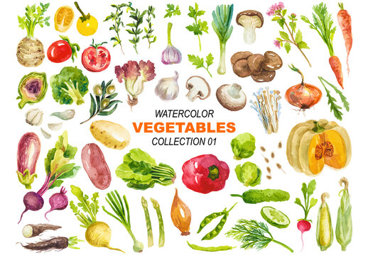 Vector watercolor painted vegetables clipart