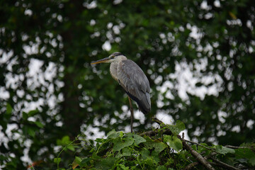 A beautiful grey heron with a long orange beak stands perched on a branch, its feathers a soft...