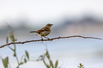Juvenile European Stonechat (Saxicola rubicola), common in coastal scrub and heathland across Europe