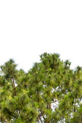 Green pine branches reach toward the blue summer sky, blending with the surrounding forest landscape