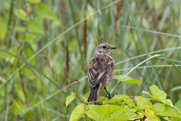 Juvenile European Stonechat (Saxicola rubicola), common in coastal scrub and heathland across Europe