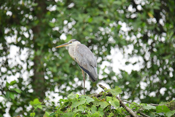 Fototapeta premium A beautiful grey heron with a long orange beak stands perched on a branch, its feathers a soft blend of grey and blue. The background is a bokeh of green and white.