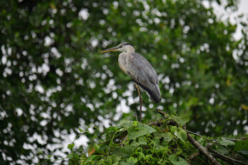 Fototapeta premium A beautiful grey heron with a long orange beak stands perched on a branch, its feathers a soft blend of grey and blue. The background is a bokeh of green and white.