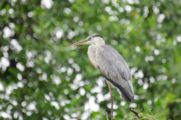 A beautiful grey heron with a long orange beak stands perched on a branch, its feathers a soft blend of grey and blue. The background is a bokeh of green and white.