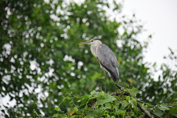 A beautiful grey heron with a long orange beak stands perched on a branch, its feathers a soft blend of grey and blue. The background is a bokeh of green and white.