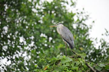 A beautiful grey heron with a long orange beak stands perched on a branch, its feathers a soft blend of grey and blue. The background is a bokeh of green and white.