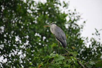A beautiful grey heron with a long orange beak stands perched on a branch, its feathers a soft blend of grey and blue. The background is a bokeh of green and white.