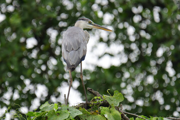 A beautiful grey heron with a long orange beak stands perched on a branch, its feathers a soft blend of grey and blue. The background is a bokeh of green and white.